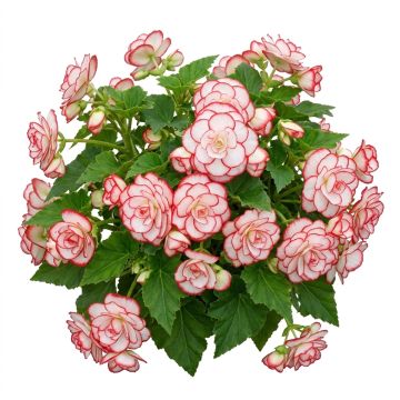 Begonia Grandiflora Picotee blanc rouge