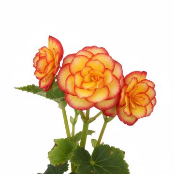 Begonia Grandiflora Picotee jaune rouge