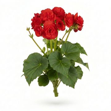 Begonia Grandiflora Rouge