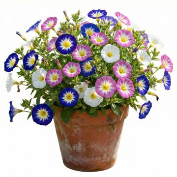 Belle-de-Jour Royal Ensign en mélange