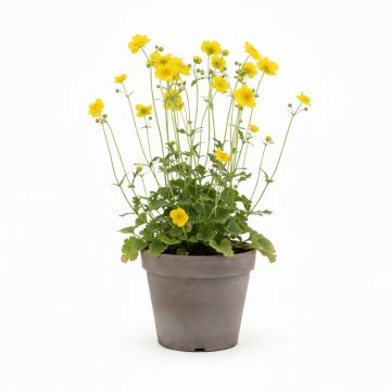 Geum chiloense Lady Stratheden - Benoîte jaune.