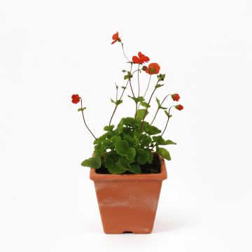 Geum chiloense Mrs Bradshaw - Benoîte rouge écarlate