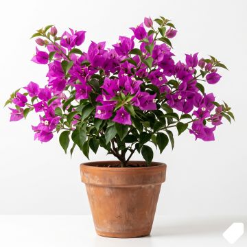 Bougainvillier rose