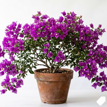Bougainvillée - Bougainvillea spectoglabra Violet de mèze