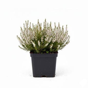 Bruyère des neiges blanche