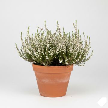 Bruyère d'été - Calluna vulgaris Alba