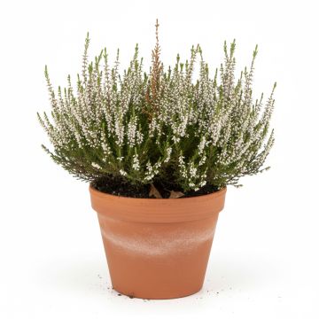 Erica carnea Golden Starlet - Bruyère des neiges blanche