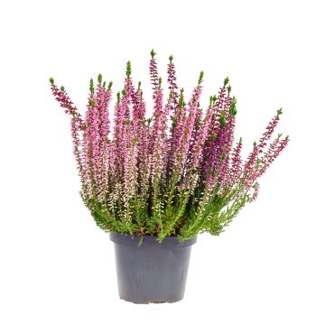Bruyère d'été - Calluna vulgaris Marleen 