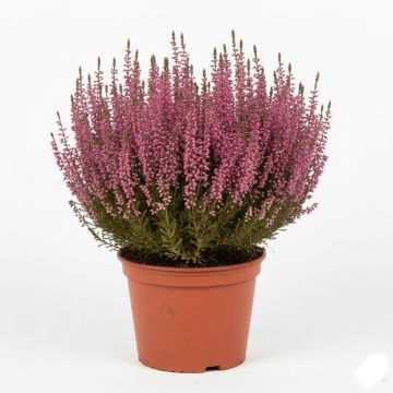 Bruyère d'été - Calluna vulgaris Marlies