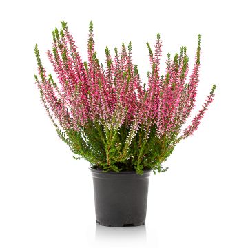 Bruyère d'été - Calluna Garden Girls® Gina