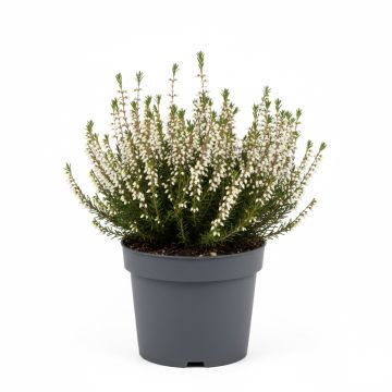 Erica carnea Golden Starlet - Bruyère des neiges blanche