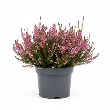 Bruyère d'hiver rose