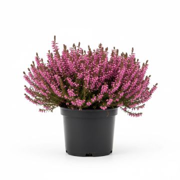 Erica carnea Golden Starlet - Bruyère des neiges blanche