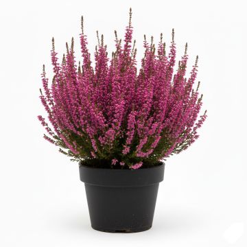 Bruyère des neiges rose