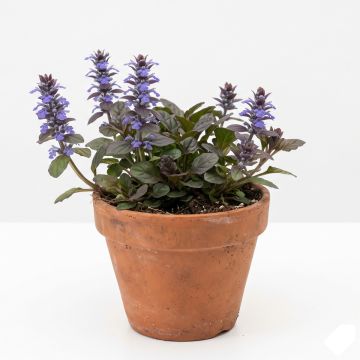 Bugle rampante - Ajuga reptans