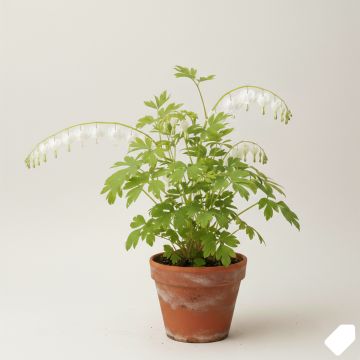 Coeur de Marie, Dicentra spectabilis Blanc