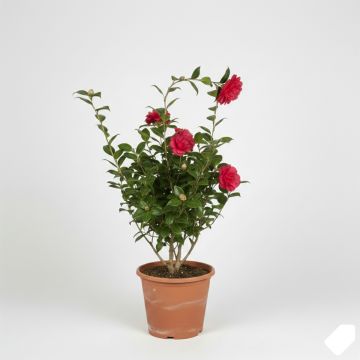 Camélia Coquetti - Camellia japonica