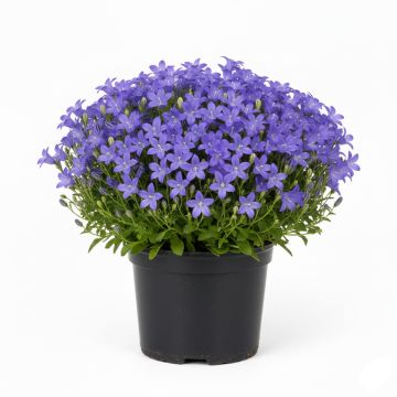 Campanula carpatica bleue - Campanule des Carpathes à fleurs bleues.