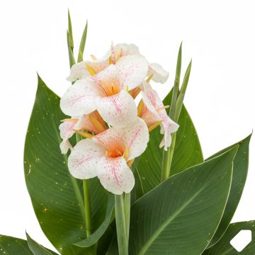 Canna Confetti - Balisier crème picté de rose