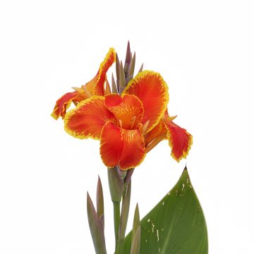 Canna Queen Charlotte = Reine Charlotte - Balisier