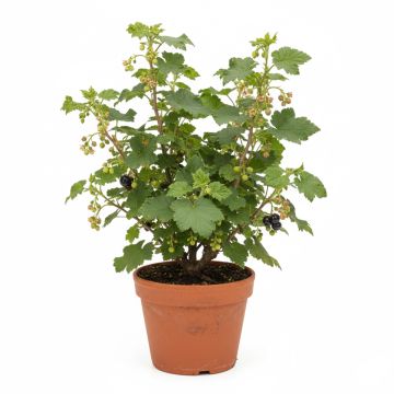 Groseiller - Ribes Jostaberry Buisson