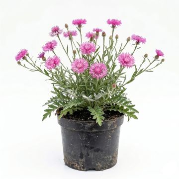 Centaurée rose