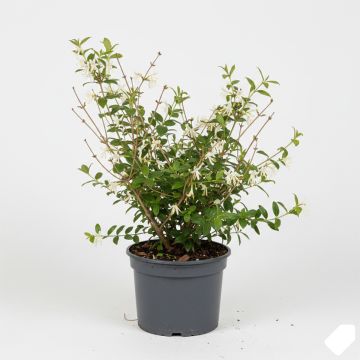 Chèvrefeuille d’hiver à fleurs blanc crème