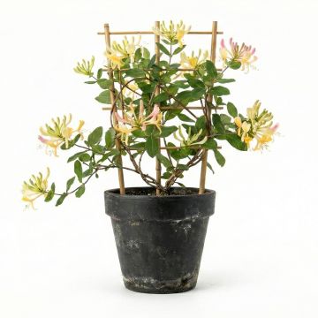 Chèvrefeuille des bois à fleurs jaunes dorées