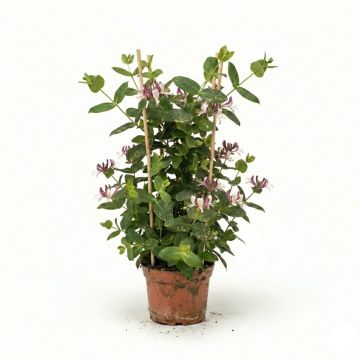 Chèvrefeuille des bois à fleurs roses et jaunes