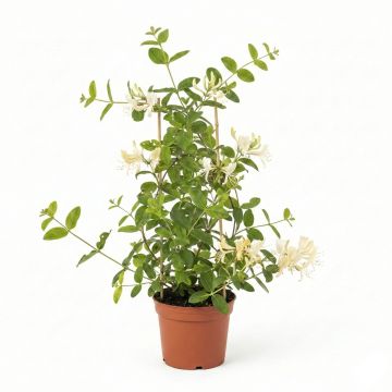 Chèvrefeuille du Japon à fleurs blanches et jaunes