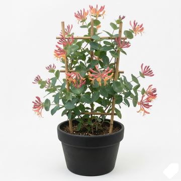 Chèvrefeuille heckrotii à fleurs roses et jaunes