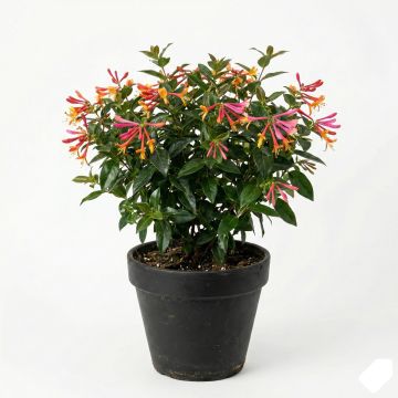 Chèvrefeuille hybride à fleurs roses pâles et crème