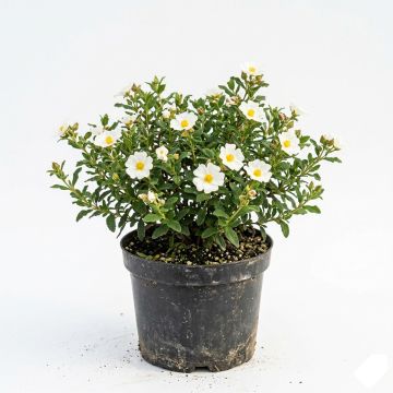 Ciste des Corbières