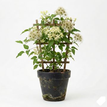 Clématite d’été blanc crème