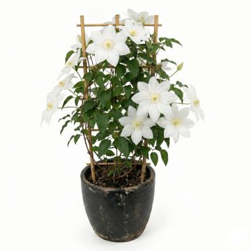 Clématite d’été blanc crème