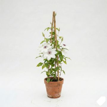 Clématite d’été blanche à cœur foncé