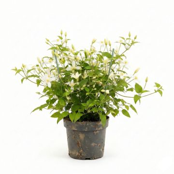 Clématite d’été blanche parfumée