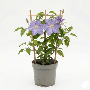 Clématite d’été bleu ciel