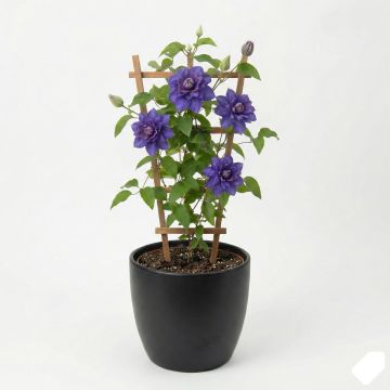 Clématite d’été bleu mauve à fleurs doubles