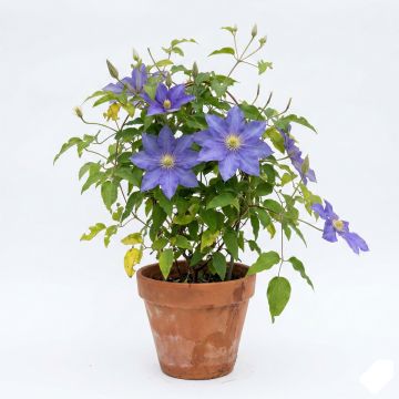 Clématite d’été bleu violacé