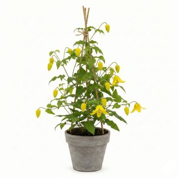 Clématite d’été jaune vif