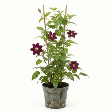 Clématite d’été pourpre