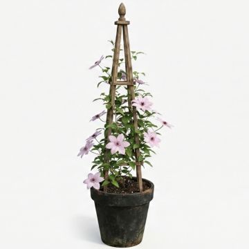 Clématite d’été rose pâle