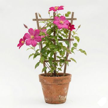 Clématite d’été rouge carmin