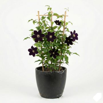 Clématite d’été violet pourpre