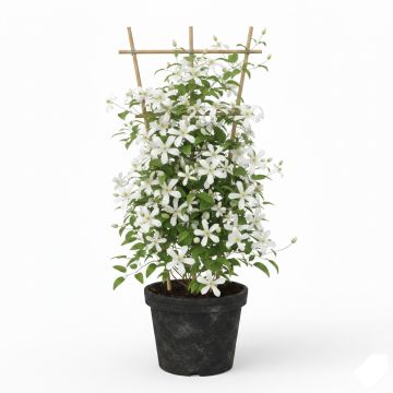 Clématite de printemps blanc pur