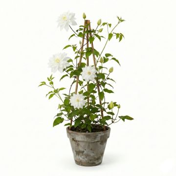 Clématite de printemps blanche à fleurs doubles