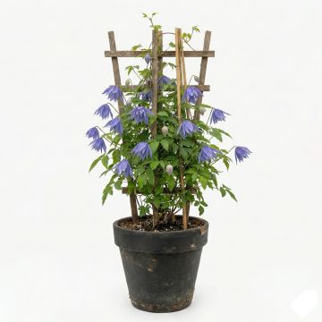 Clématite de printemps bleu à violet clair