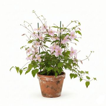 Clématite de printemps rose clair
