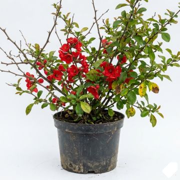 Cognassier du Japon Fire dance - Chaenomeles speciosa 